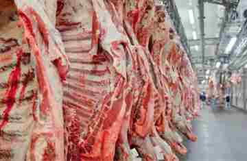  Exportação de carne bovina bate recorde em mês anterior ao tarifaço 